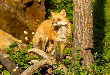 Red Fox in Springtime