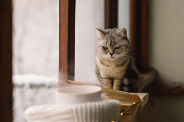 Grey cat sitting on the windowsill looking at the weather through the window. Cup of hot tea and an open book with a warm sweater on a vintage wooden windowsill. Cozy home concept. Sweet home.