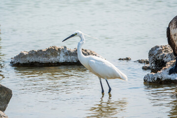 The small white heron or Little egret stands in the lake