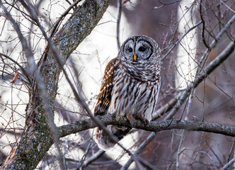 barred owl in tree