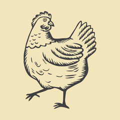 chicken illustration 