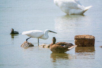 The small white heron or Little egret stands in the lake
