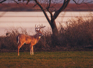 deer in the woods