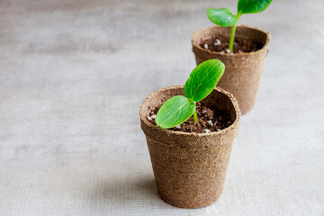 In a pot young zucchini seedlings grow.