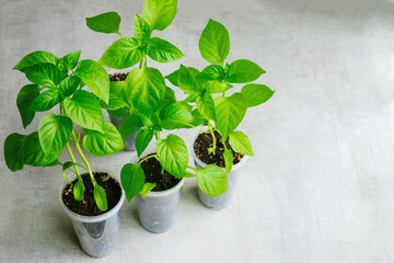 Bell pepper seedlings growing in a plastic cup. Garden work.