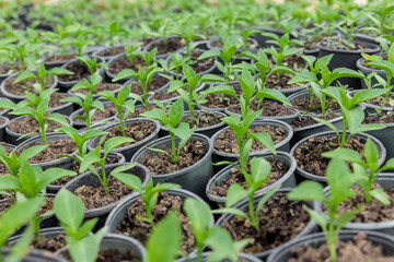 Many of cucumber seedlings growing in a pots. Garden work.
