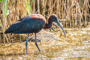 The glossy ibis, latin name Plegadis falcinellus, searching for food in the shallow lagoon.