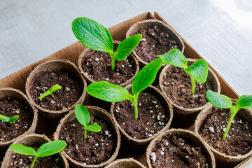 Zucchini seedlings growing in a degradable pots.
