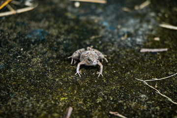 Gray frog toad on mossy rock with scattered bamboo leaves