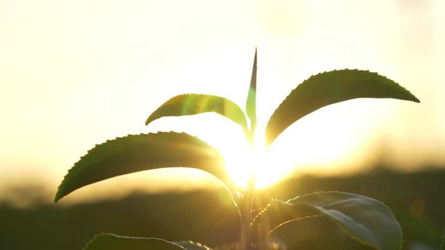 Green tea tree leaves field Fresh young tender bud herbal in farm on summer morning. Sunlight Green tea tree plant camellia sinensis in organic farm. Close up Tree tea plant green nature in morning