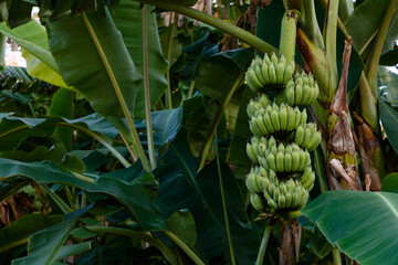 Obraz premium Green bananas summer fruit with a bunch on the banana tree in a tropical rain forest the garden in Thailand. 