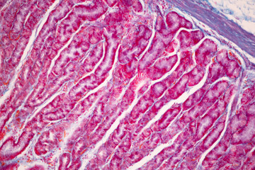 Tissue of Small intestine (Duodenum), Large intestine Human and Stomach Human under the microscope in Lab.