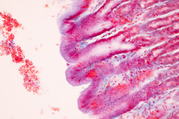 Tissue of Small intestine (Duodenum), Large intestine Human and Stomach Human under the microscope in Lab.