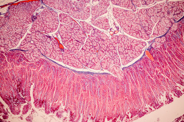 Tissue of Small intestine (Duodenum), Large intestine Human and Stomach Human under the microscope...