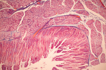 Tissue of Small intestine (Duodenum), Large intestine Human and Stomach Human under the microscope in Lab.