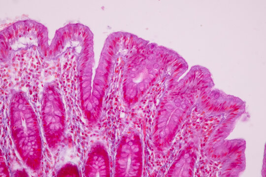 Tissue of Small intestine (Duodenum), Large intestine Human and Stomach Human under the microscope in Lab.