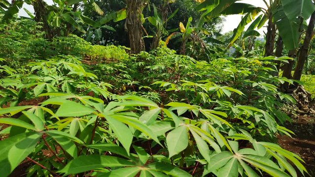 Cassava trees grow together with banana trees on fertile soil on farmland