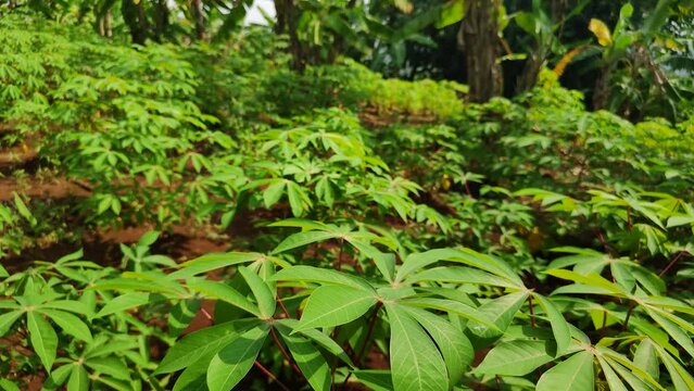 Cassava trees grow together with banana trees on fertile soil on farmland