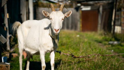 An adult white-colored goat in a close-up grazes on a leash on the street against a blurred background