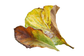 Fototapeta premium isolated old teak leaves on a white background. Soft and selective focus.