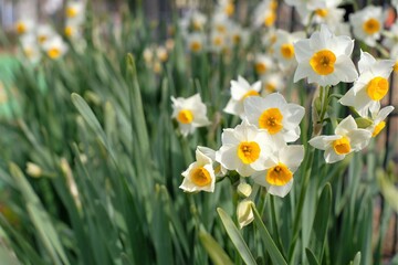 white narcissus in full blooming	

