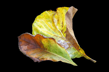 Fototapeta premium isolated old teak leaves on black background. Soft and selective focus.