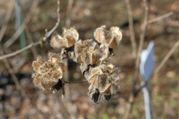 capsuls of Hibiscus mutabilis in autumn	

