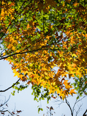 autumn colored maple tree branch at sunny blue sky.