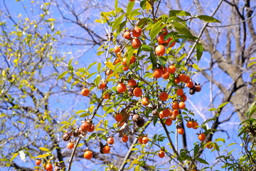 Diospyros cathayensis A. N. Stward, Ebenaceae