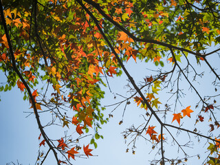 autumn colored maple tree branch at sunny blue sky.