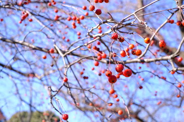 red fruits of Malus hupehensis