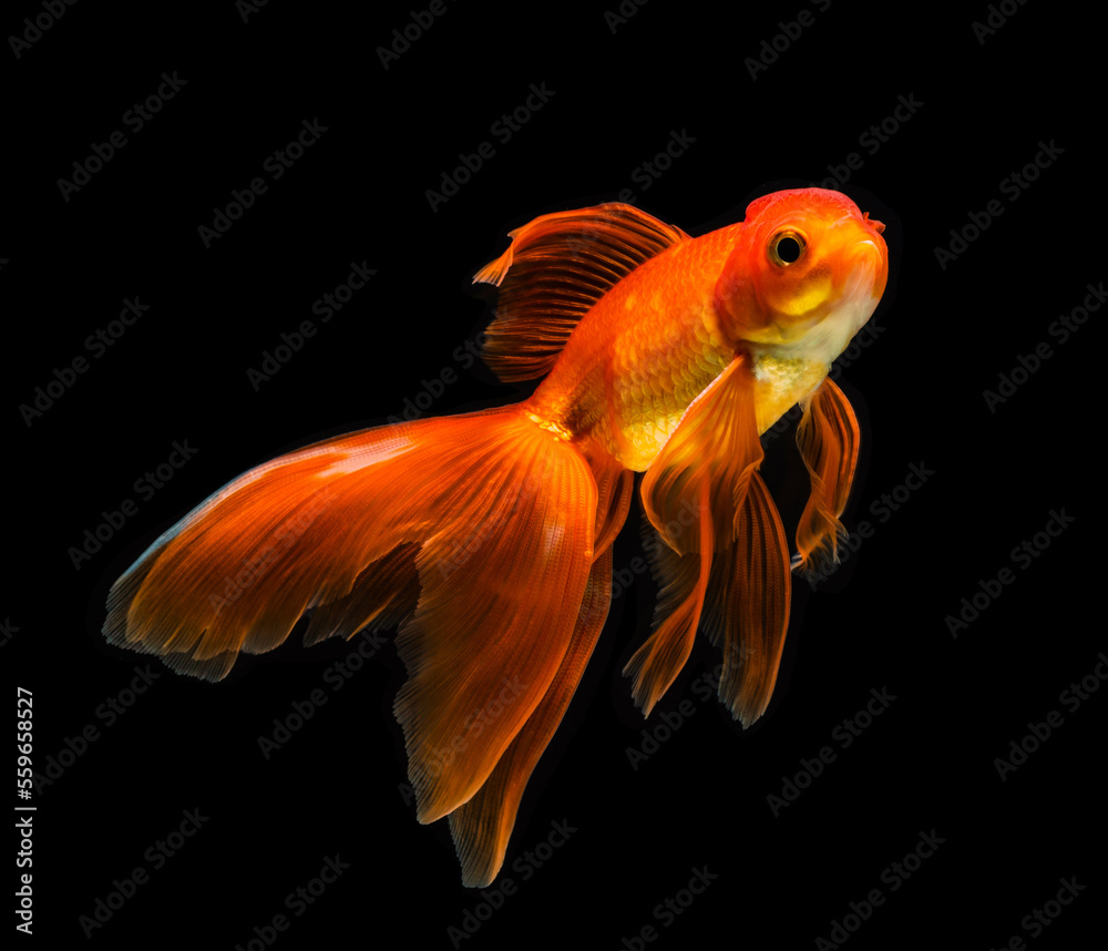 Wall mural goldfish isolated on a dark black background