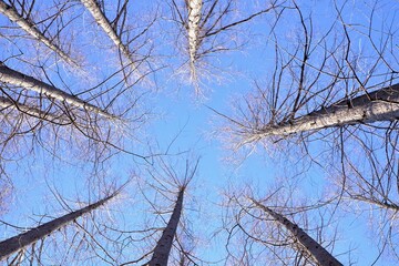 dawn redwood against blue sky in winter