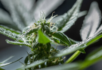 Ayahuasca Purple strain of Medical Cannabis. Closeup of mature bud on day of harvest. marijuana leaves cannabis plants a beautiful background.
