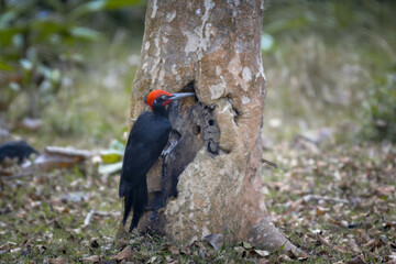 White-bellied Woodpecker or great black woodpecker (Dryocopus javensis) male bird clinging on tree trunk, eating termites. Woodpecker eating termites inside the wood help pest control in nature