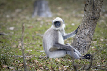 Black face, long-tailed gray langurs, also called Hanuman langurs or Hanuman monkeys in Bhandipur reserve forest in India