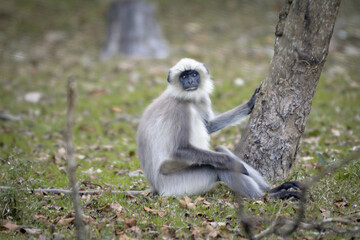 Black face, long-tailed gray langurs, also called Hanuman langurs or Hanuman monkeys in Bhandipur reserve forest in India