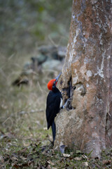 White-bellied Woodpecker or great black woodpecker (Dryocopus javensis) male bird clinging on tree trunk, eating termites. Woodpecker eating termites inside the wood help pest control in nature