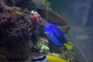 Blue fish in the Aquarium