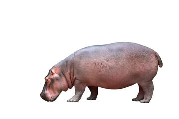 Fototapeta premium Hippopotamus isolated on transparent background png file