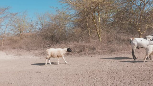 Sad Scene Of Drought Affecting Kenyan Livestock, Goats Seeking Place To Graze