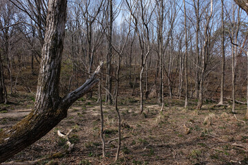 trees in the woods
