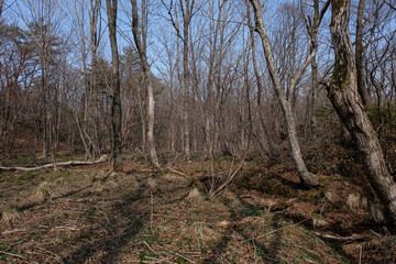 trees in the forest