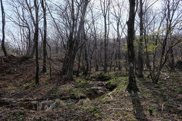 Obraz premium trees in the forest