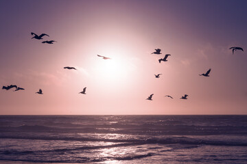 Plakat Pink sunset over the ocean, and silhouette of flying birds. Beautiful abstract scene in light purple-pink colors