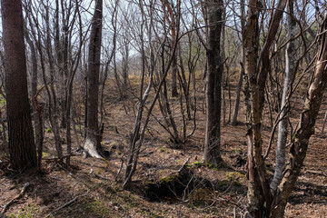 Obraz premium tree in the forest