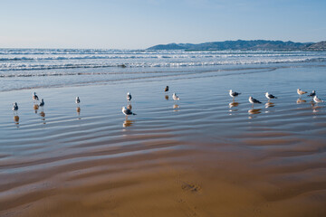 Sunny day on the beach. Beautiful blue sea, and flock of seaguls on the beach at low tide, California