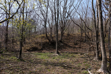 Obraz premium trees in the forest