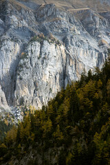 Fototapeta na wymiar swiss alps hillside mountain view with trees, landscape of Switzerland