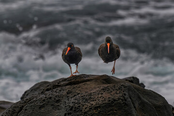 2022-01-15 TWO OYSTER CATCHERS HOPPING ON A LARGE ROCK ON THE SHORELINE IN LA AJOLLA CALIFORNIA